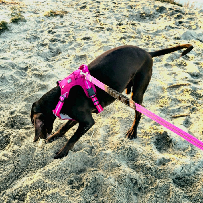 Sports leash for dog with shock absorber ADVENTURE for running black 1,8cm-L Kind for jogging