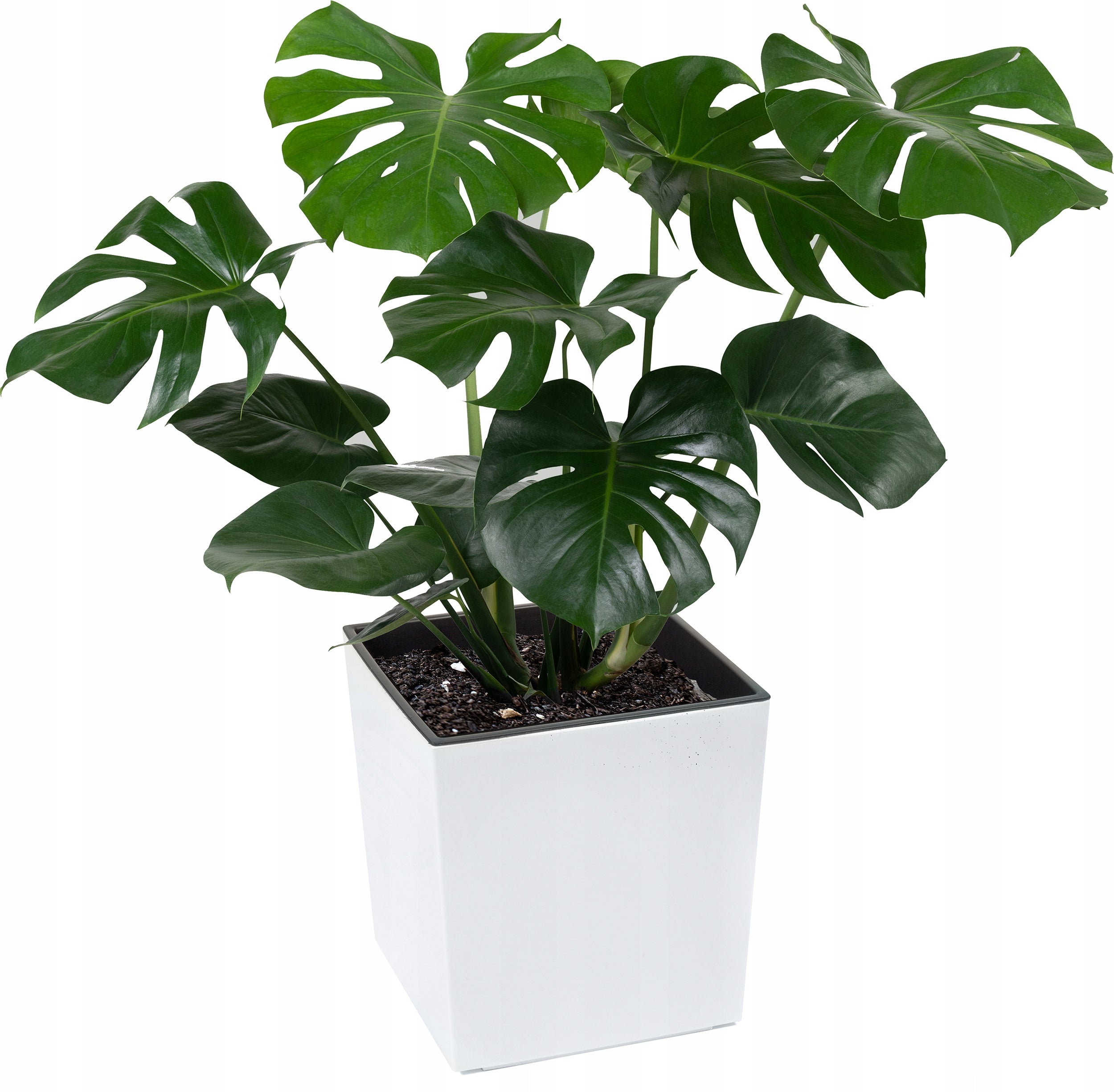 Square flower pot Lamela Juka white 19x19 cm Style modern
