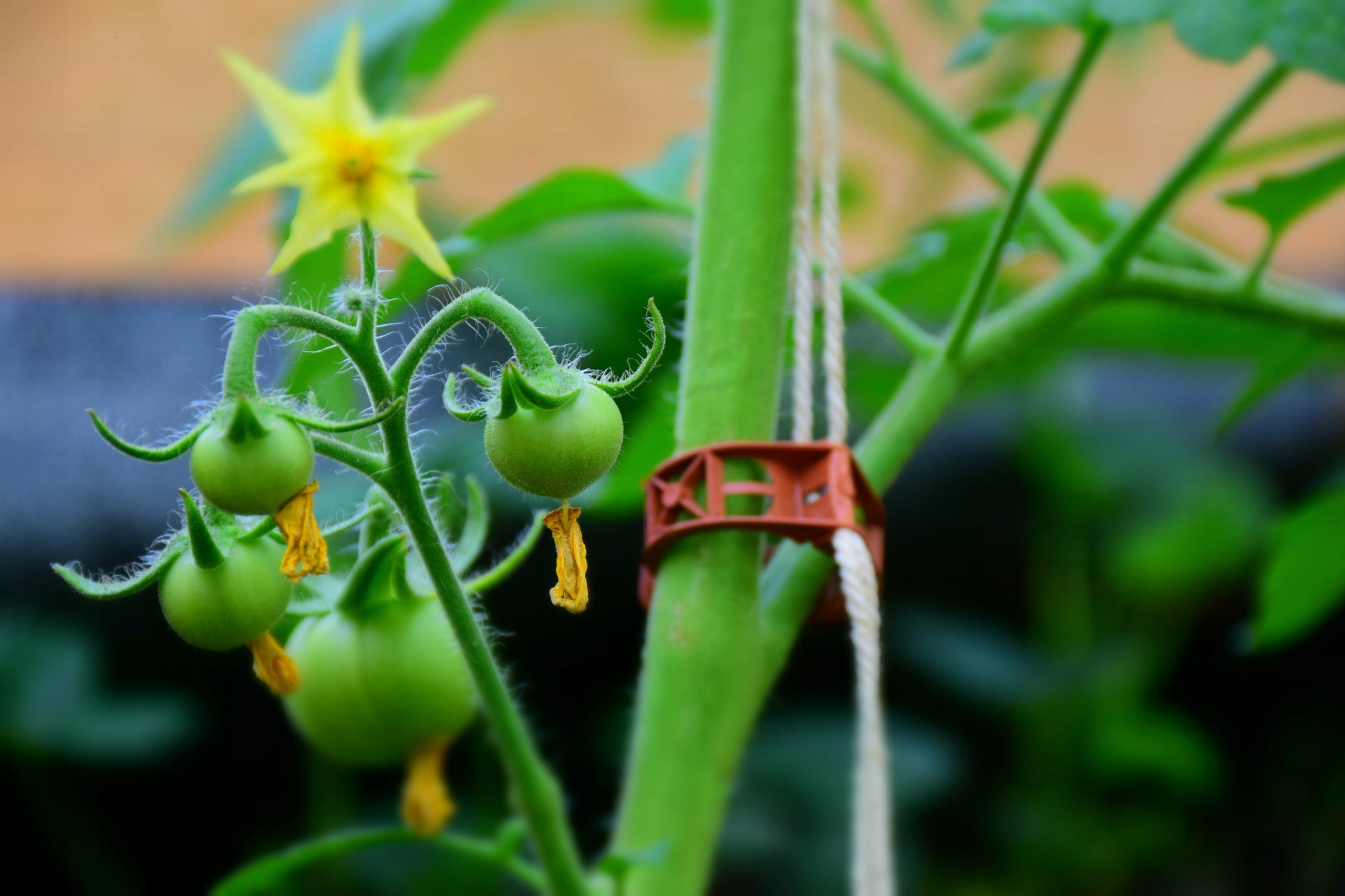 Stem clips for tomatoes, beans, cucumbers, strong, reusable, 1000 pcs Product height 2.5 cm