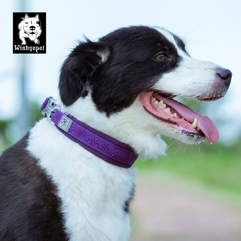 Sturdy Dog Collar with Winhyepet Classic KHAKI XS Clasp Manufacturer code YC1853