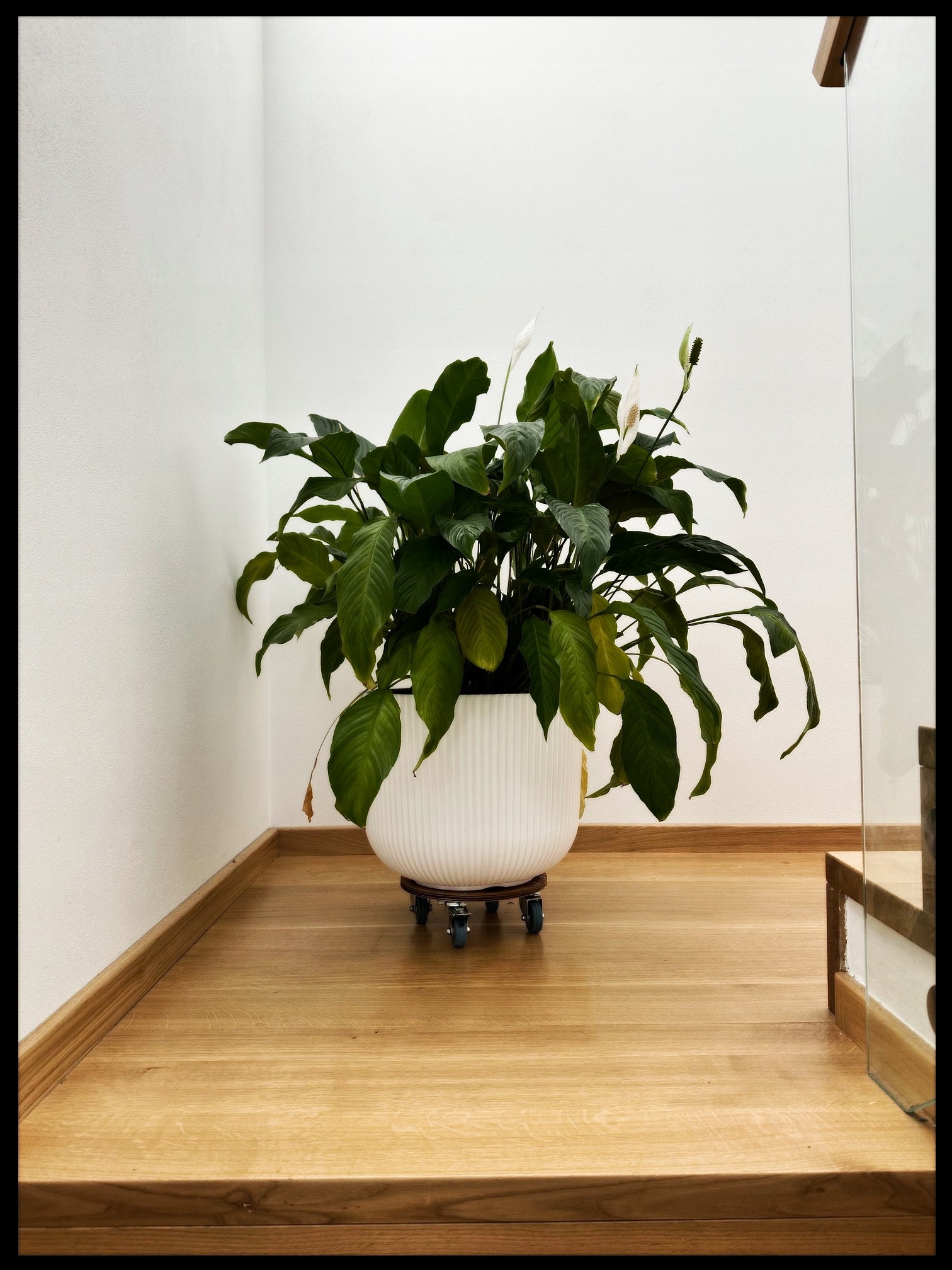 Sturdy Transport Platform on wheels for pot Stand 30cm Product width 30 cm