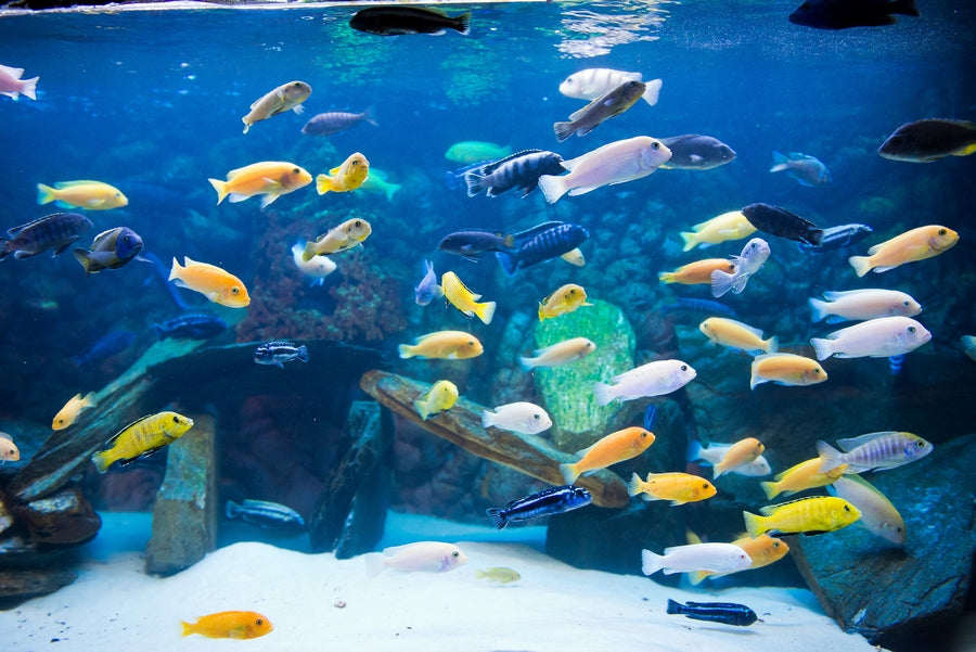 Aquarienbeleuchtung Aqualed 2x150cm RGB I+I 
