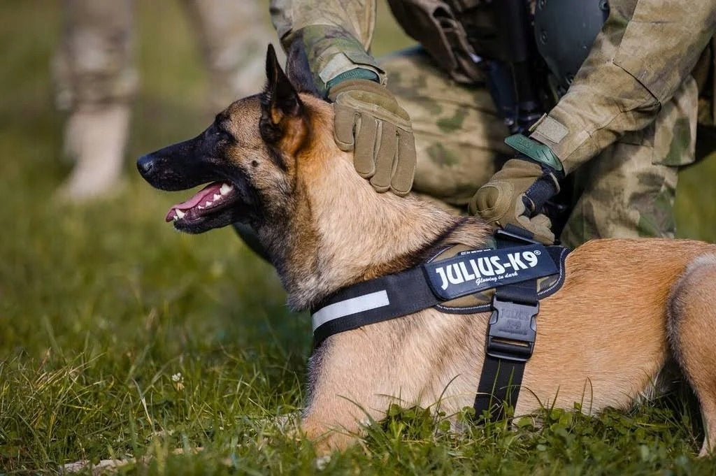 Trixie Julius-K9® IDC Geschirr für Hunde, schwarz 
