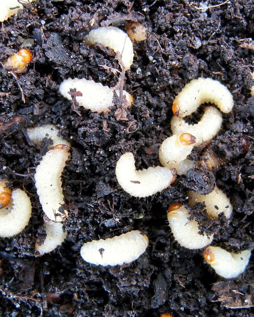 TANSY EXTRACT Insect spraying from rotifers ECOLOGICAL SWELLING SHOOTS Manufacturer code 5907184354118