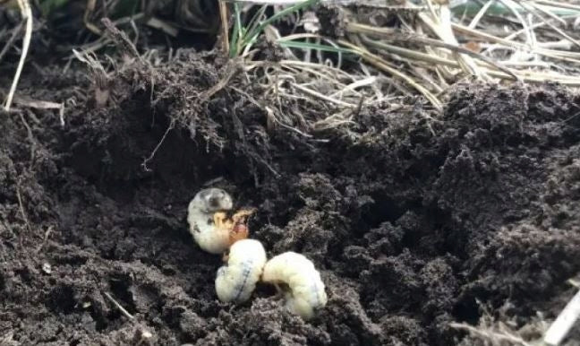 TARGET P-DRAKOL 50g NEMATODES SHOOTS SWELLING WIRE PESTS SOIL Form powder