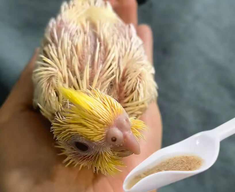 TEASPOON FOR HAND FEEDING BIRDS CHICKS TEASPOON ANIMALS LARGE Material silicone
