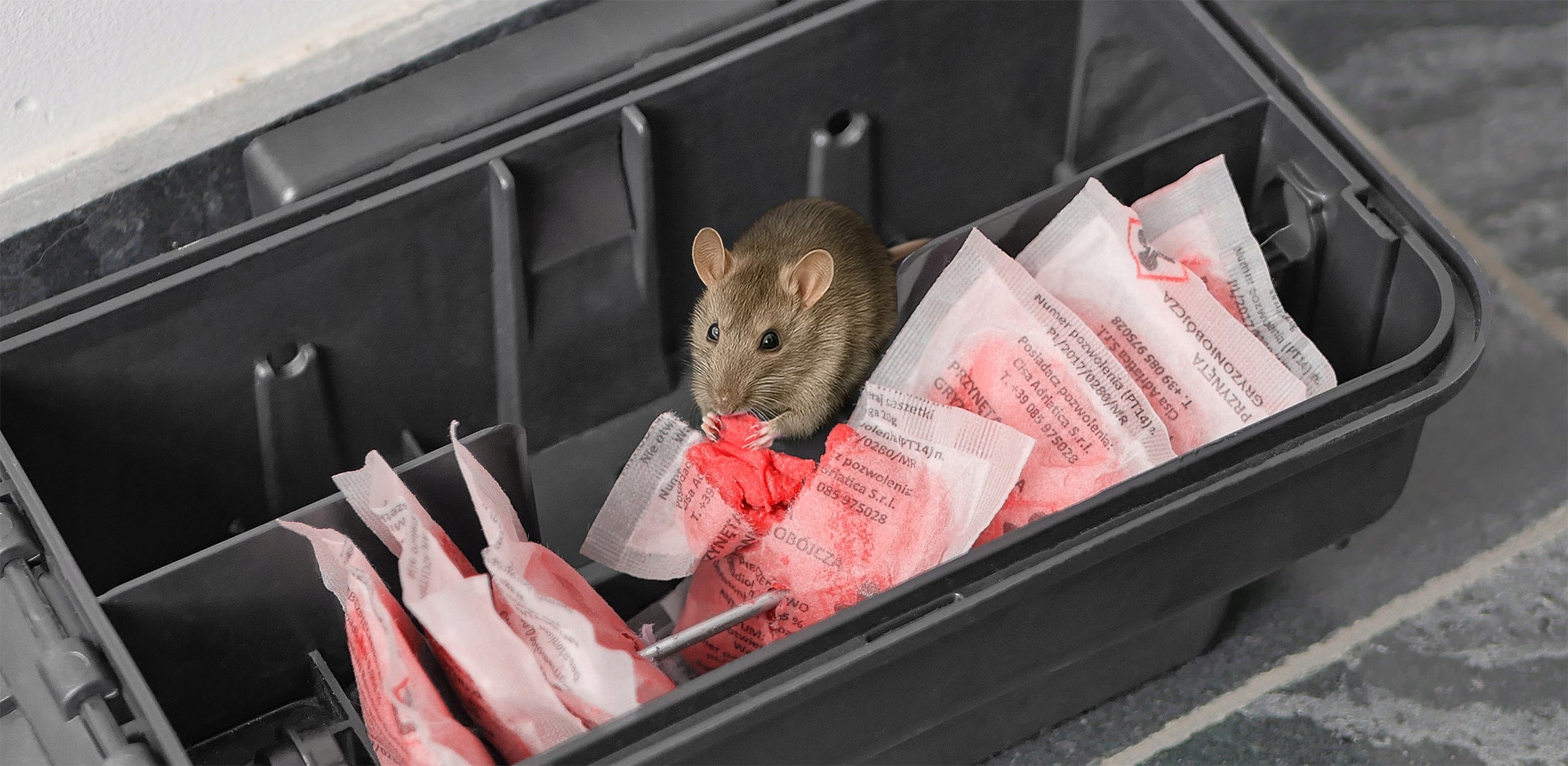 THE STRONGEST POISON FOR MOUSE RATS PASTE BROMADIOLONE 1KG Manufacturer code 961