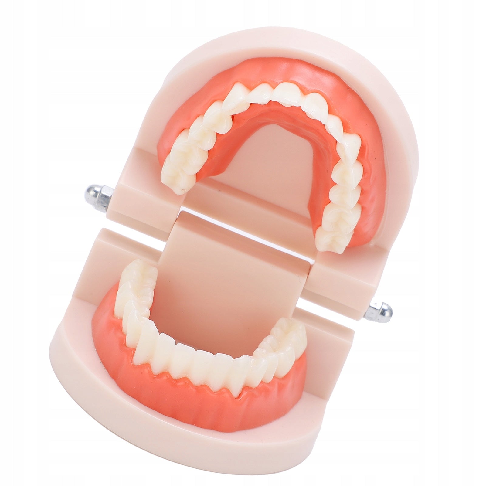 TOOTH MODEL STANDARD TEACHING TOOL Batteries included no