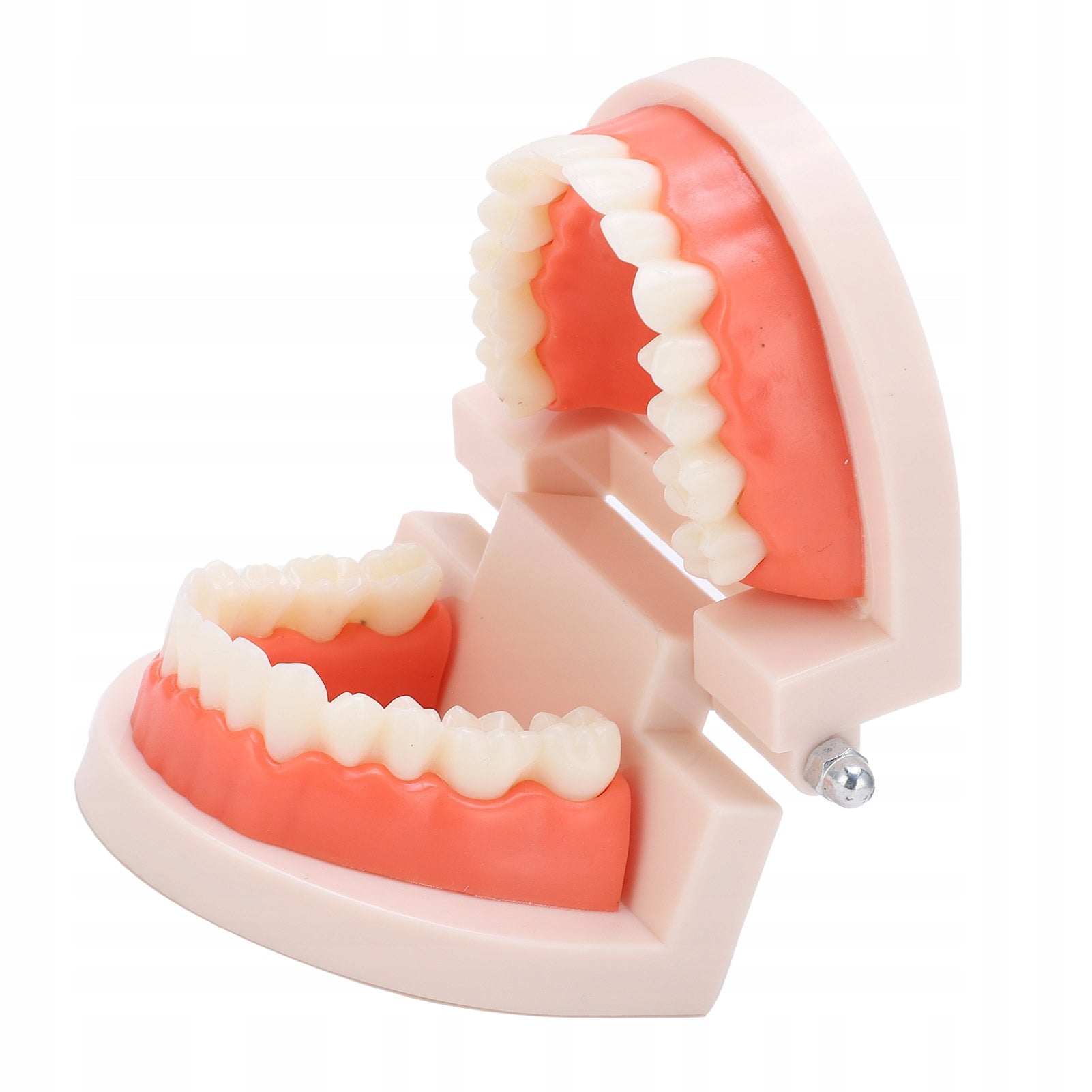 TOOTH MODEL STANDARD TEACHING TOOL