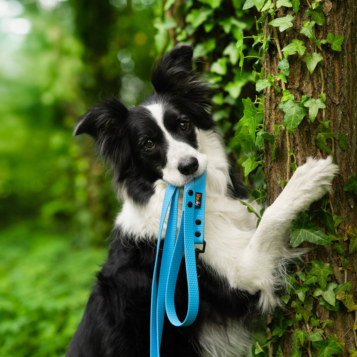 TRAINING CORD 10M. LEASH FOR BIG DOG. BLUE. HEXA PATTERN Manufacturer code Linka treningowa