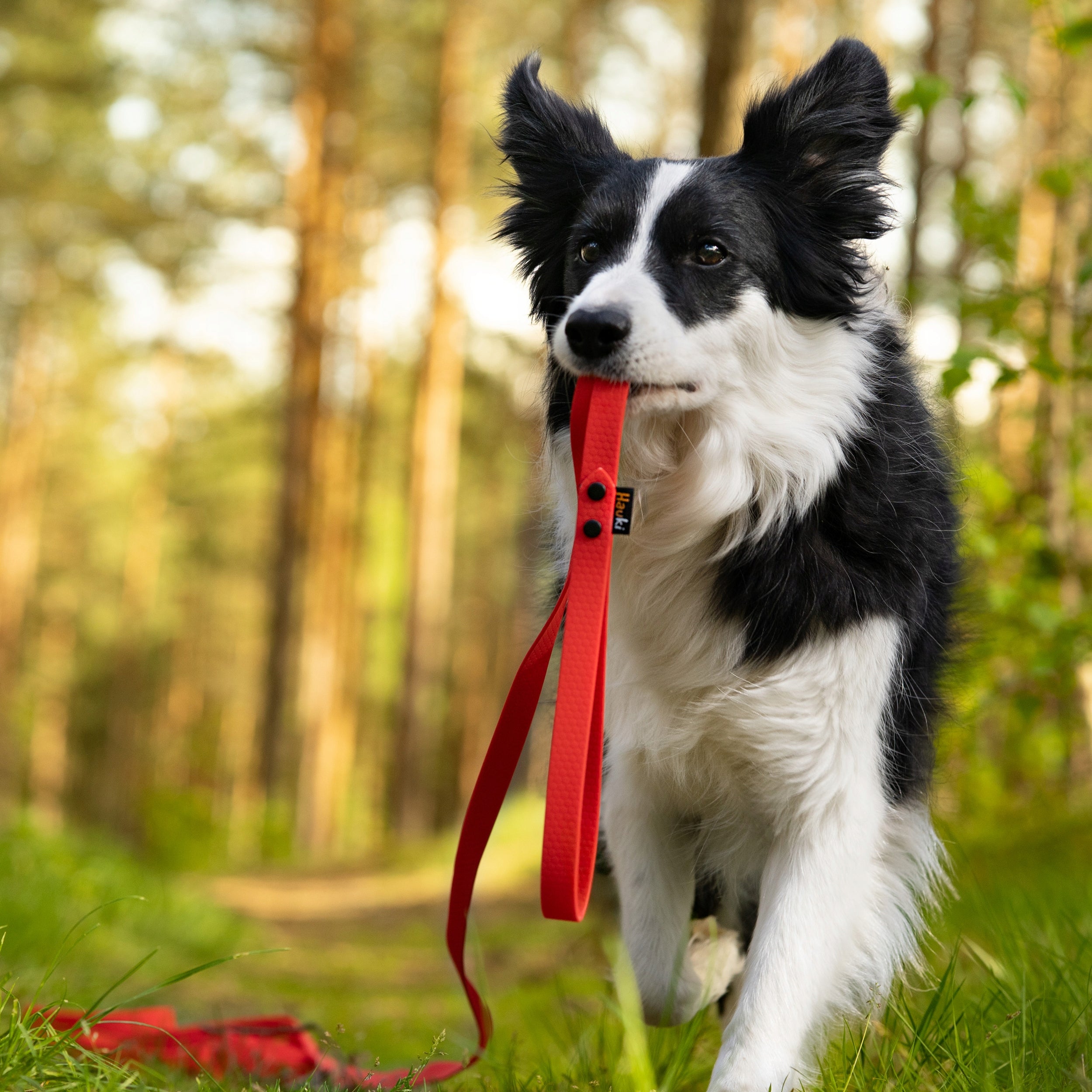 TRAINING CORD FOR BIG DOG 5M. DOG LEASH. DURABLE. HEXA PATTERN Brand Hauki