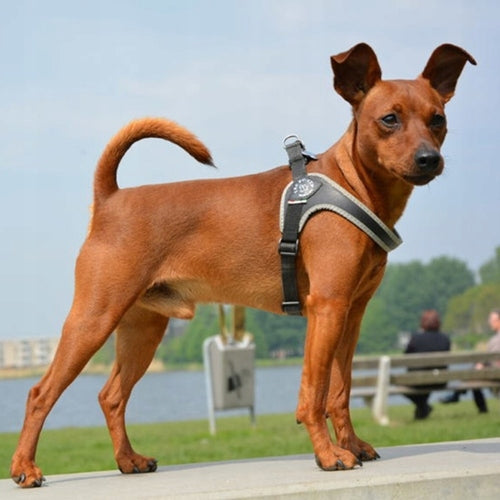 TRE PONTI Harness Primo Plus XXL black matt