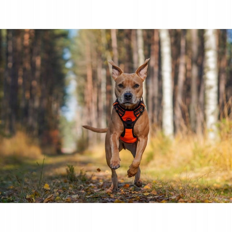 TRUELOVE EASY WALK DOG HARNESS STRONG DURABLE REFLECTIVE ORANGE XL Kind training / easy walk