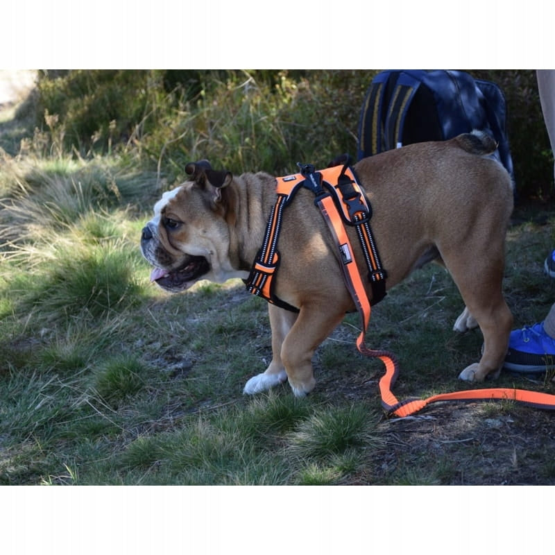 TRUELOVE EASY WALK DOG HARNESS STRONG DURABLE REFLECTIVE ORANGE XL Type adjustable