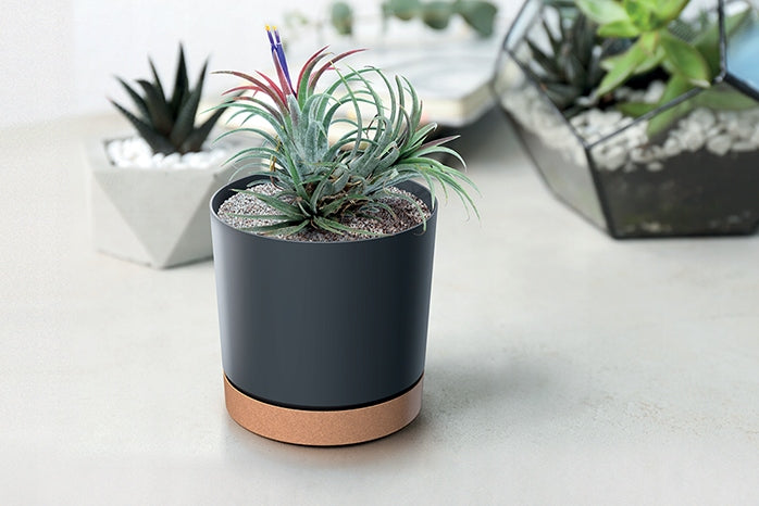 TUBO PM FLOWER POT COVER GREEN PINE DPOD200 EAN (GTIN) 5905197467122