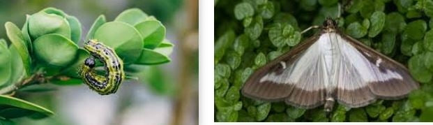 Target Lepinox Plus - Buffalo Moth and Caterpillars 10 g Manufacturer code Lepinox Plus 10g