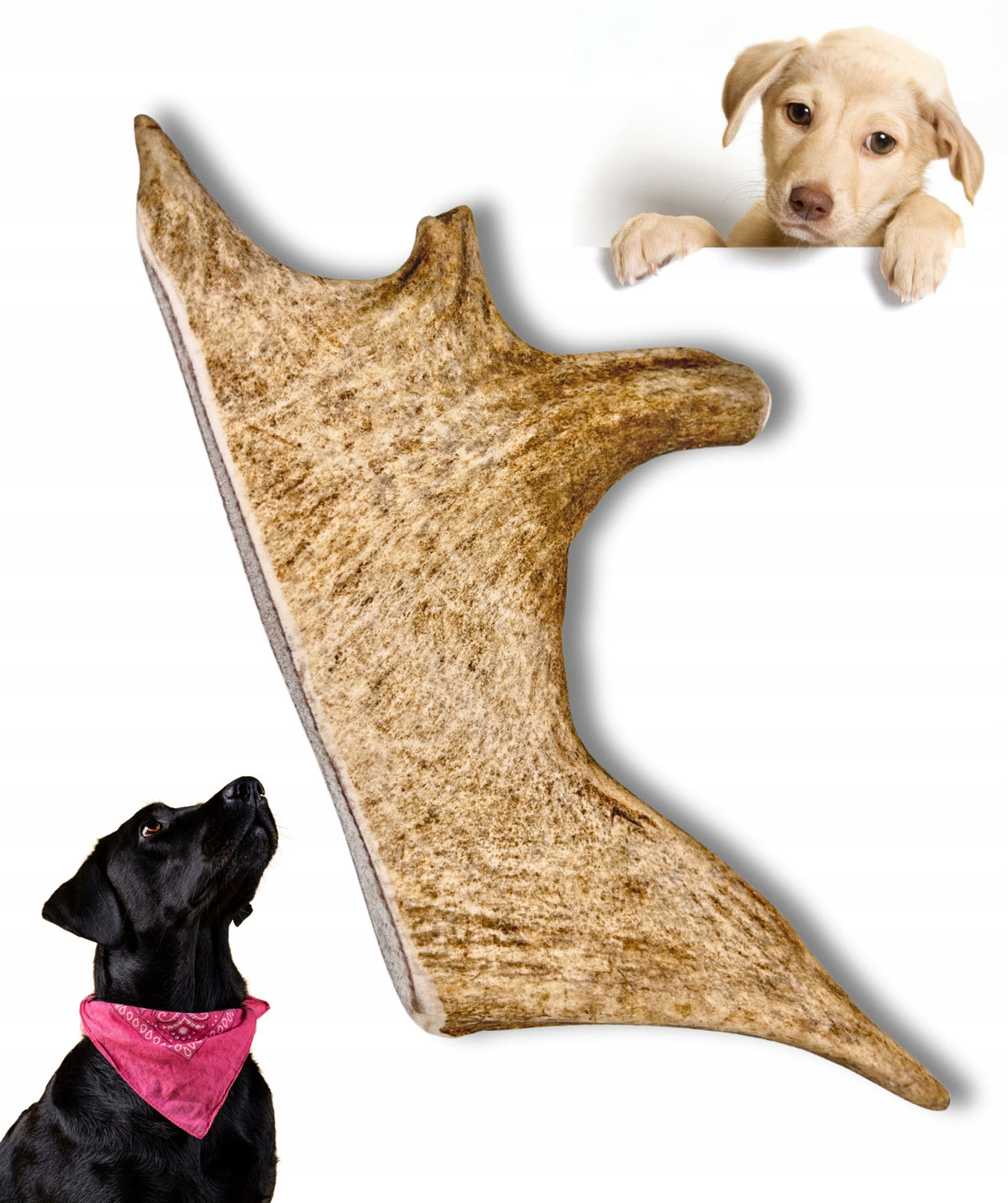 Teether ANTLERS DANIELA L soft FOR DOG natural [70-100g]