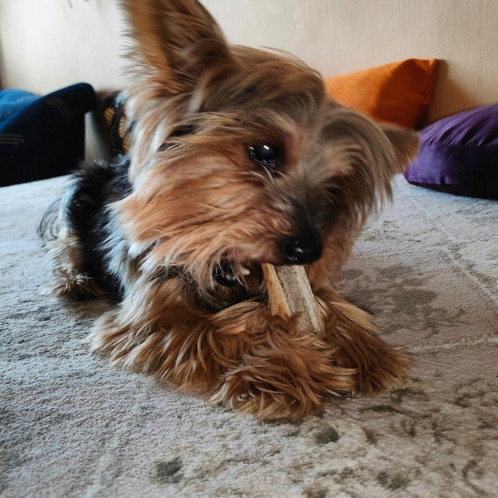 Teether Natural Deer Antlers for Dog PSOWO SOFT S Manufacturer code PS-PJS-S