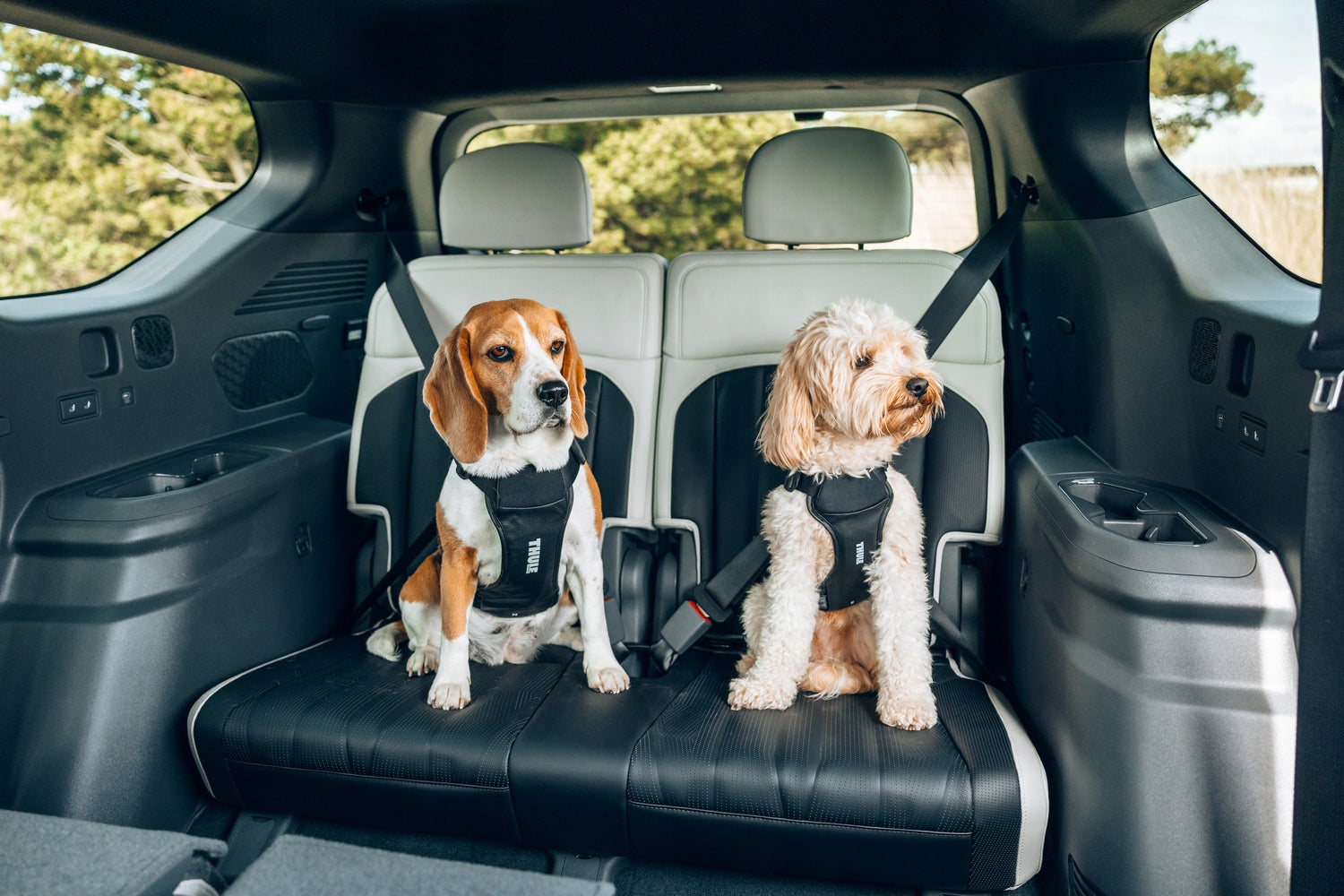 Thule Cappy size S - Harness for Dog Car Kind for car