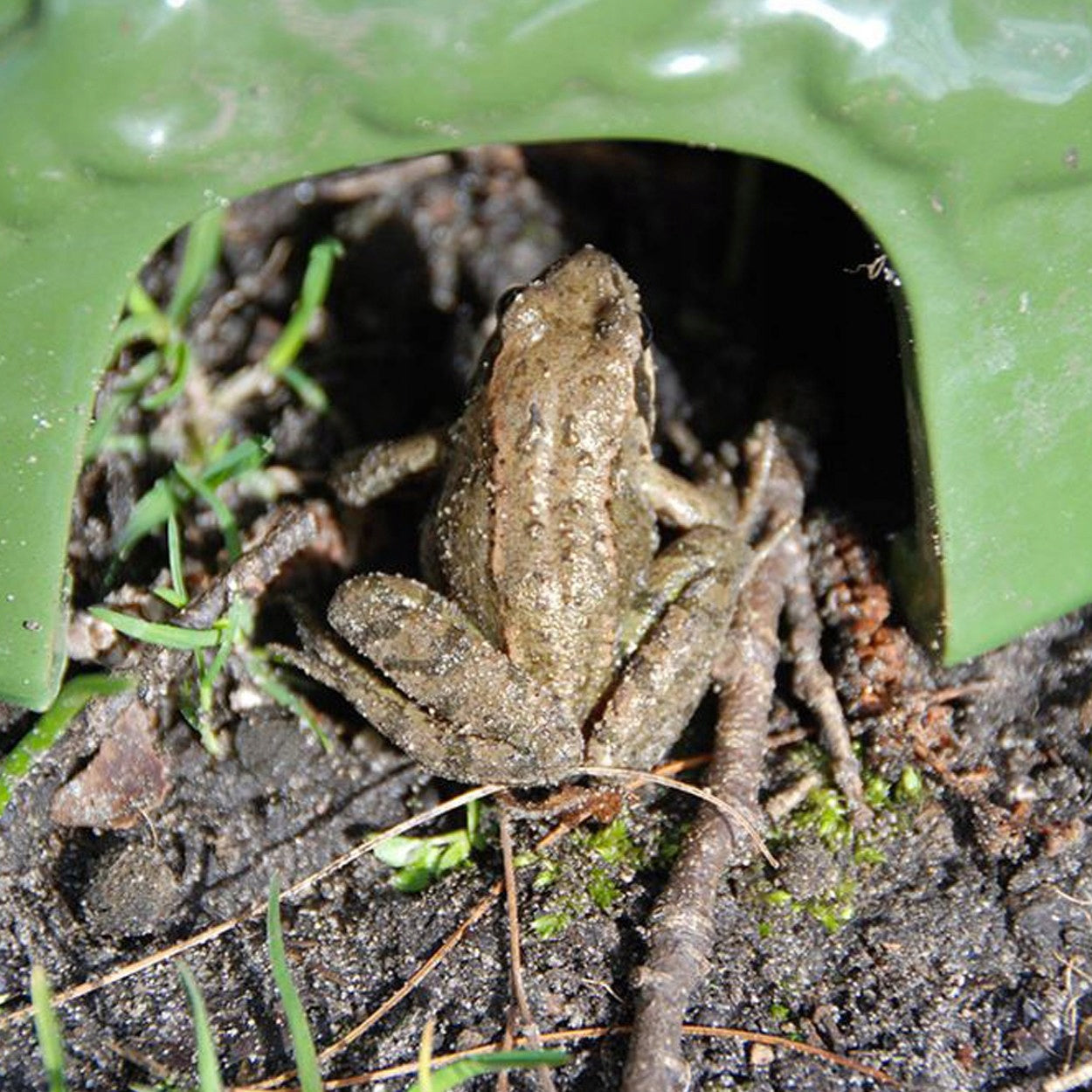 Toad Frog House SHELTER HOUSE Durable Decoration for Garden Esschert Manufacturer Esschert Design