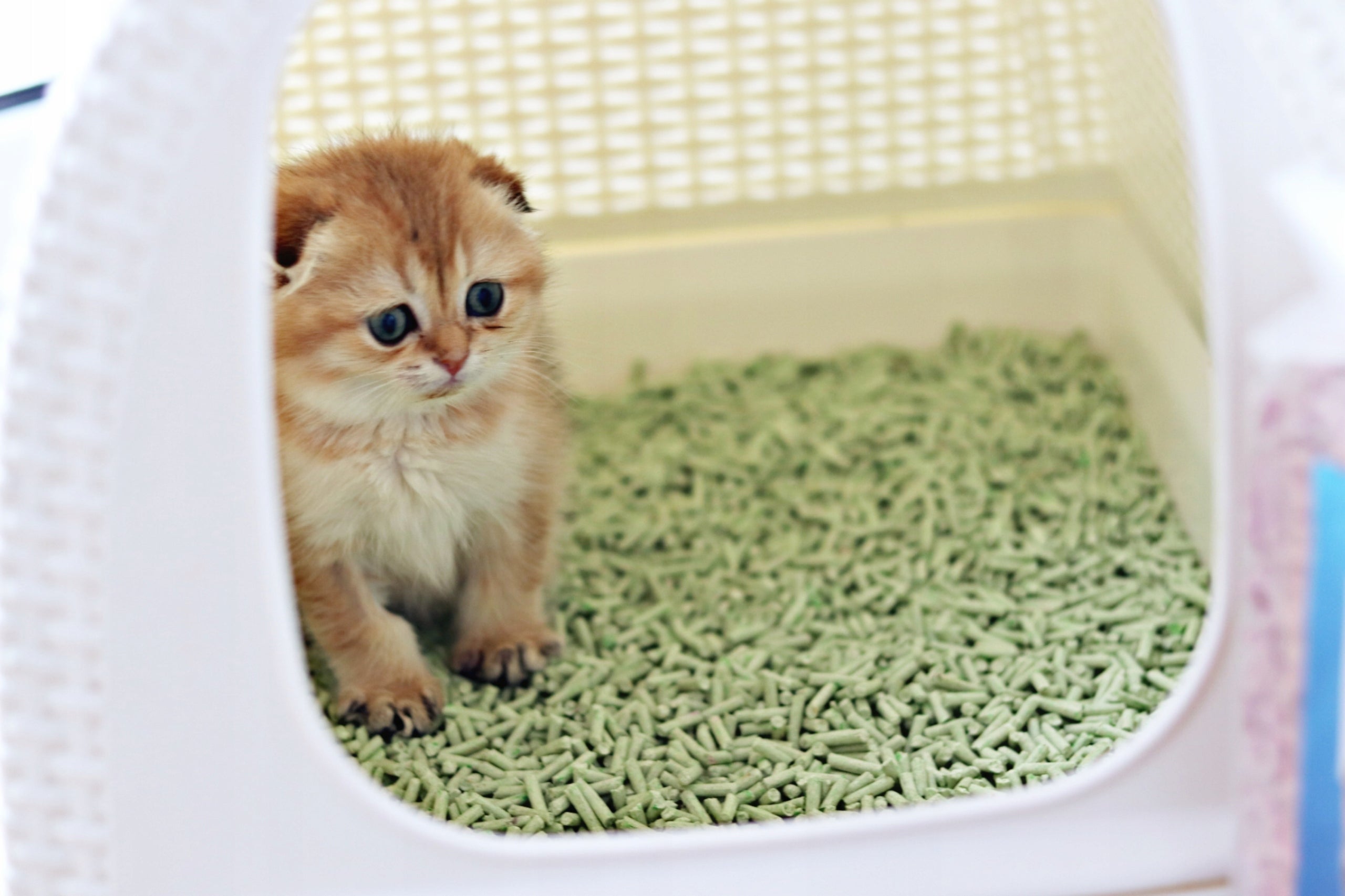 Tofu Litter for Cat Leo Aloe Clumping 2.5kg for Toilet Brand Leo