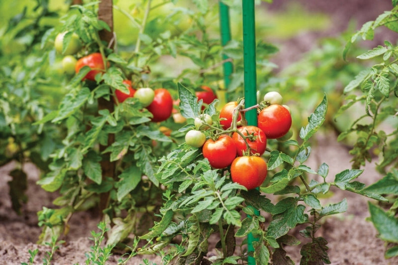 Tomato Clips Plant Fastening Clips 3 Sizes 3x15pcs Bradas Brand EnergoDom