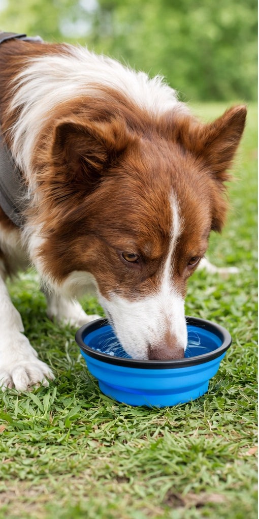 Tourist Dog Bowl Folding Dog Bowl 450ml MI1999 Brand Misio