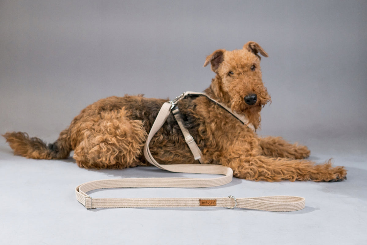 Traditional leash Amiplay material 3 m Manufacturer code 5907563227453