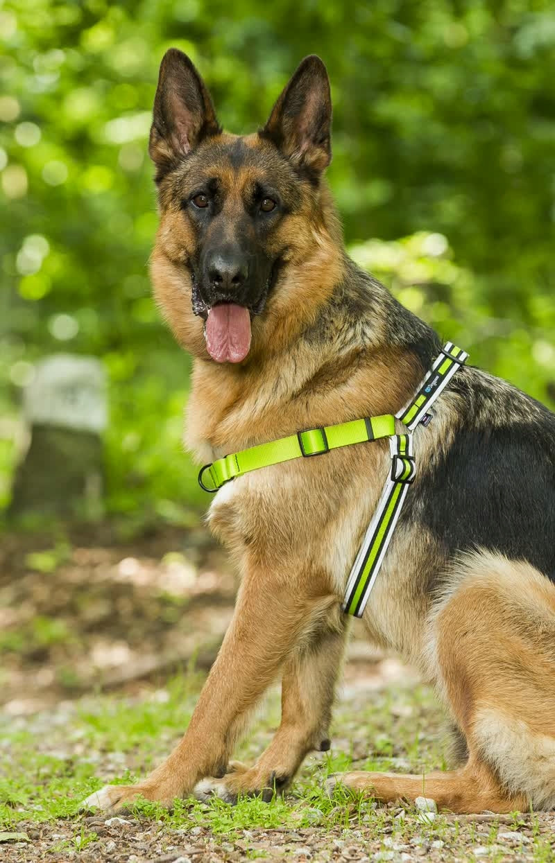 Training Harness for Easy Walk Dog Pulling, REFLECTORS M Color red
