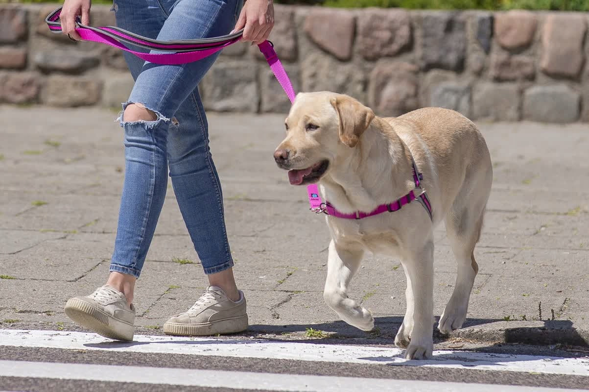 Training Harness for Easy Walk Dog Pulling, REFLECTORS M Size M