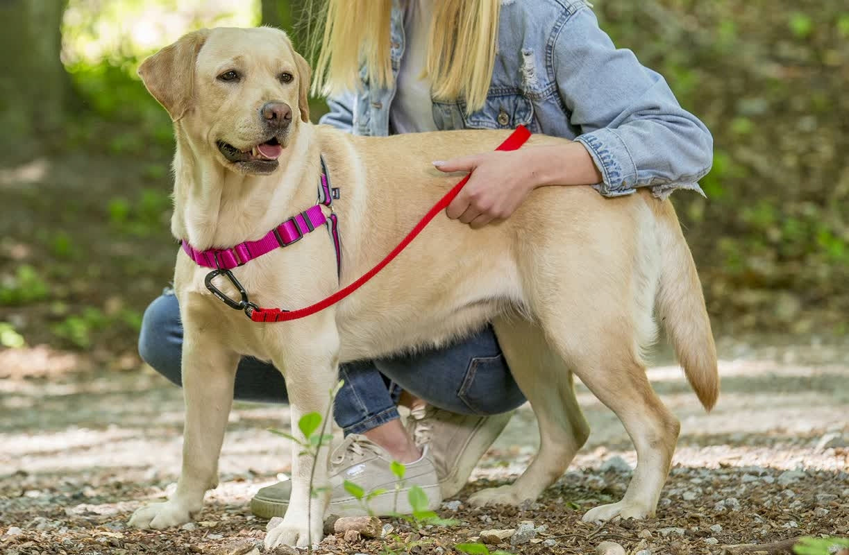 Training Harness for Easy Walk Dog Pulling, REFLECTORS M Type adjustable