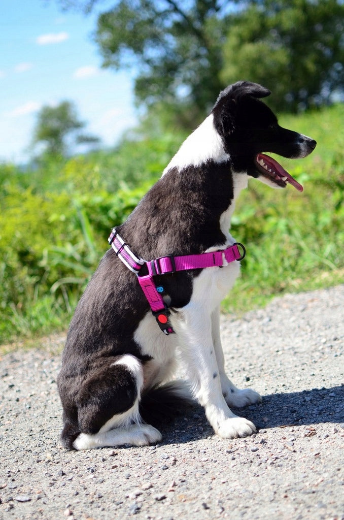 Training Harness for Pulling Dogs, REFLECTORS M Brand Dogcessories