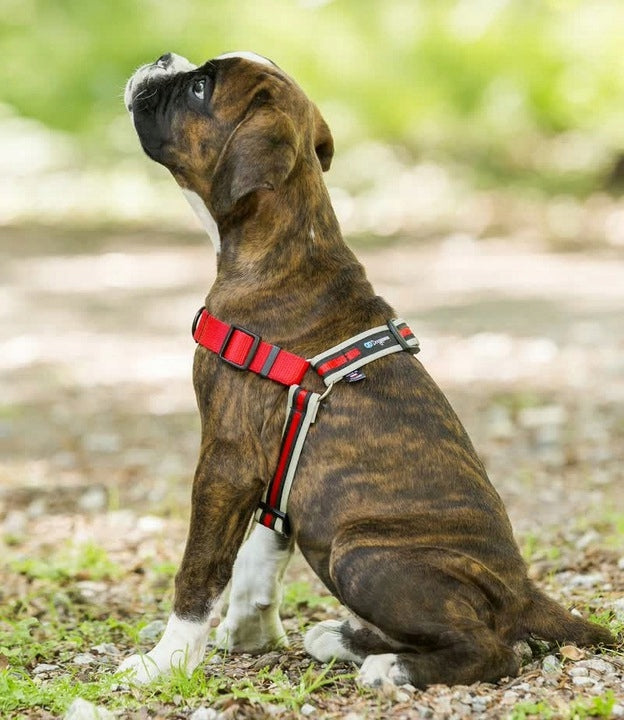 Training Harness for Pulling Dogs, REFLECTORS M Size M