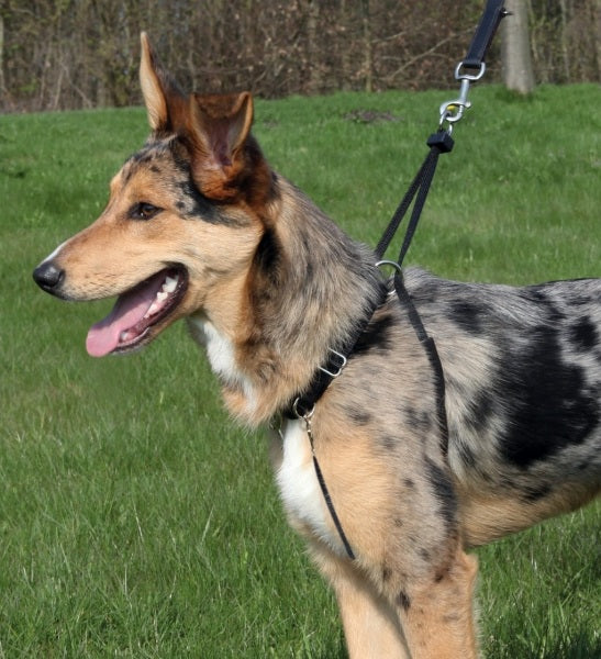 Training harness/easy walk Trixie 80 x 80 cm Manufacturer code TX-1304