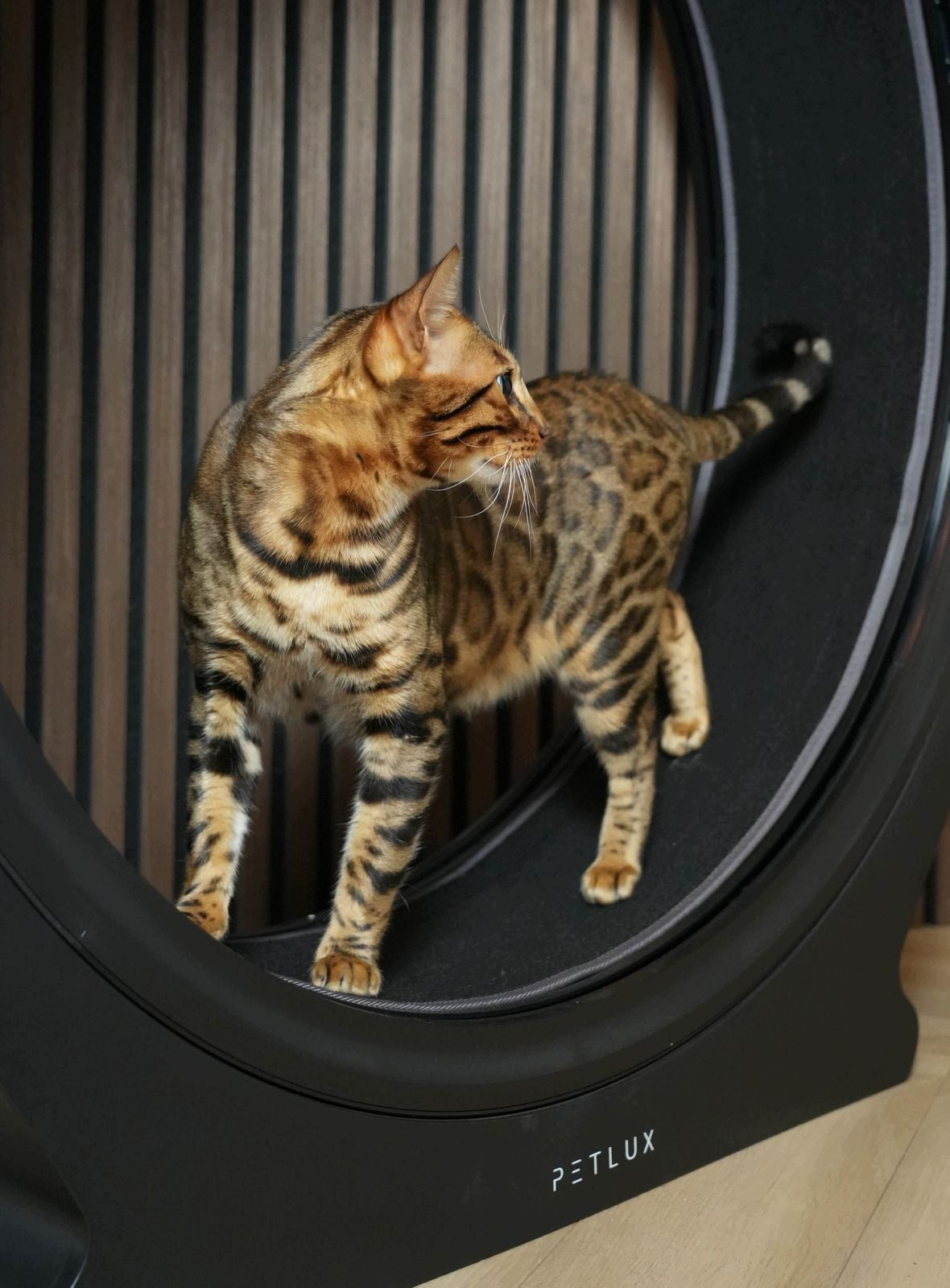 Treadmill Cat Reel PETLUX V2 LED black Manufacturer code Petlux V3 XXL