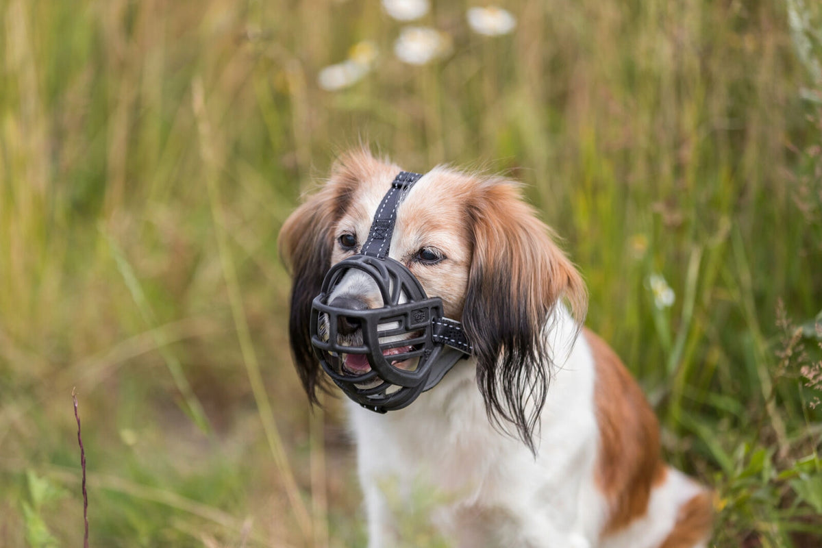 Trixie Adjustable elastic muzzle XL-XXL Manufacturer code TX-17616