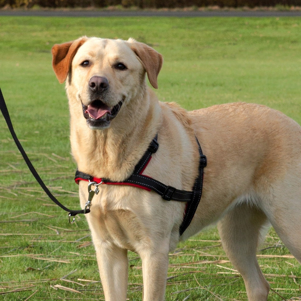 Hosenträger für Hunde Trixie Lead Walk Soft, ML, 55-90 cm 