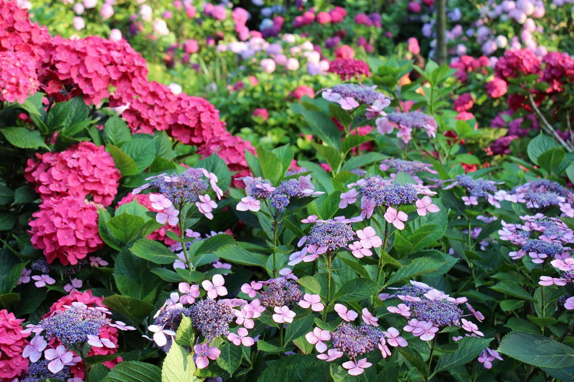 Universal Fertilizer for Garden Granulated 1kg Ziemovit Manufacturer code ZIEMOVIT NAWÓZ