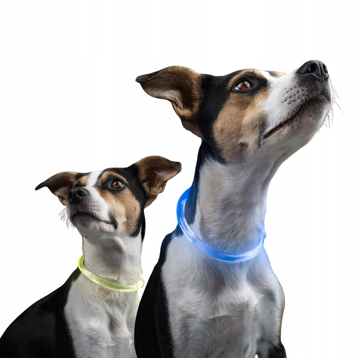 Universal collar glowing multicolored LUMINA XPRO