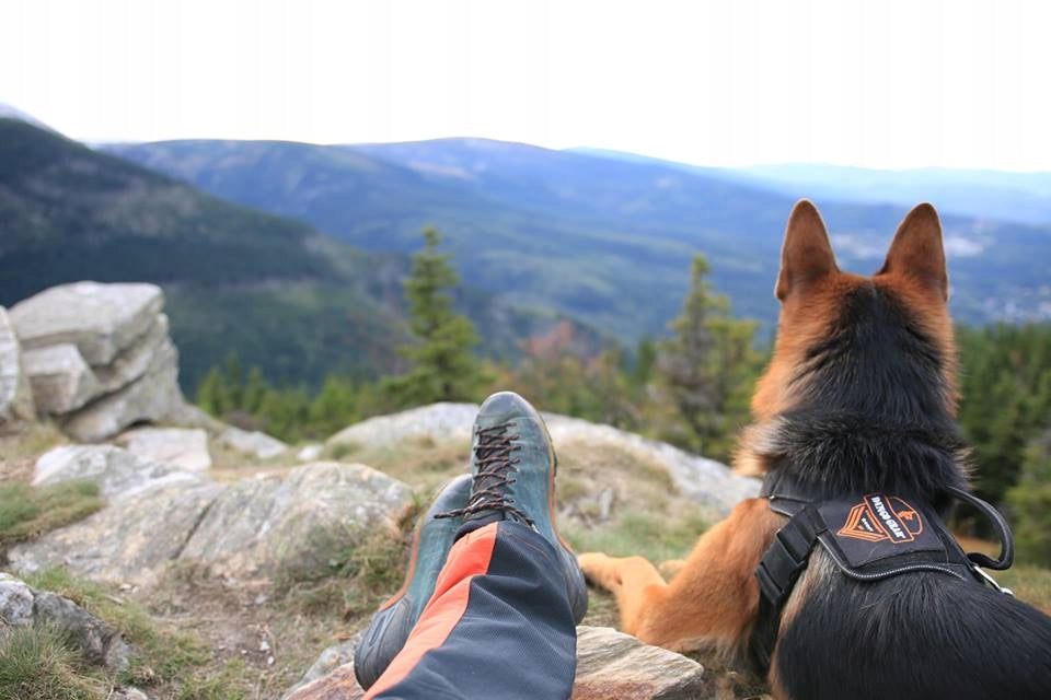 Universal harness black DINGO M-XL Brand Dingo Gear