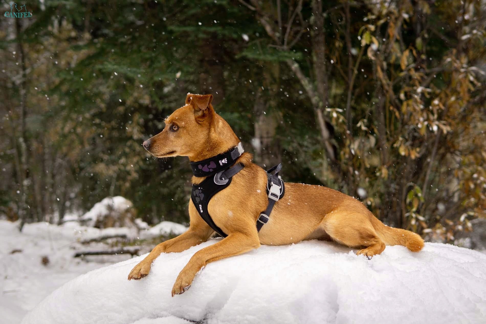 Hurtta Weekend Warrior Geschirr für Hunde, 60-80 cm, rosa 
