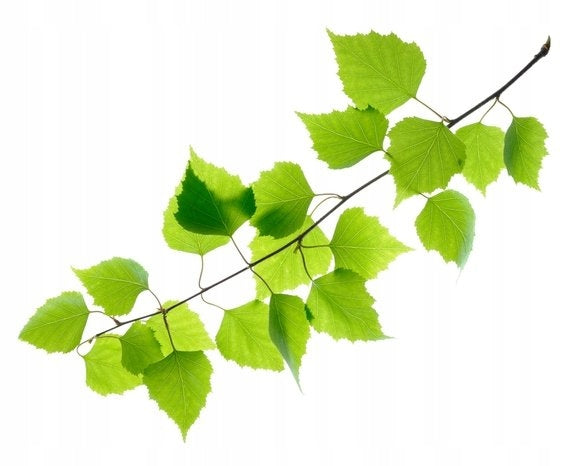 Uszatkowe Rady Birch leaves with twigs 100g Brand Uszatkowe Rady