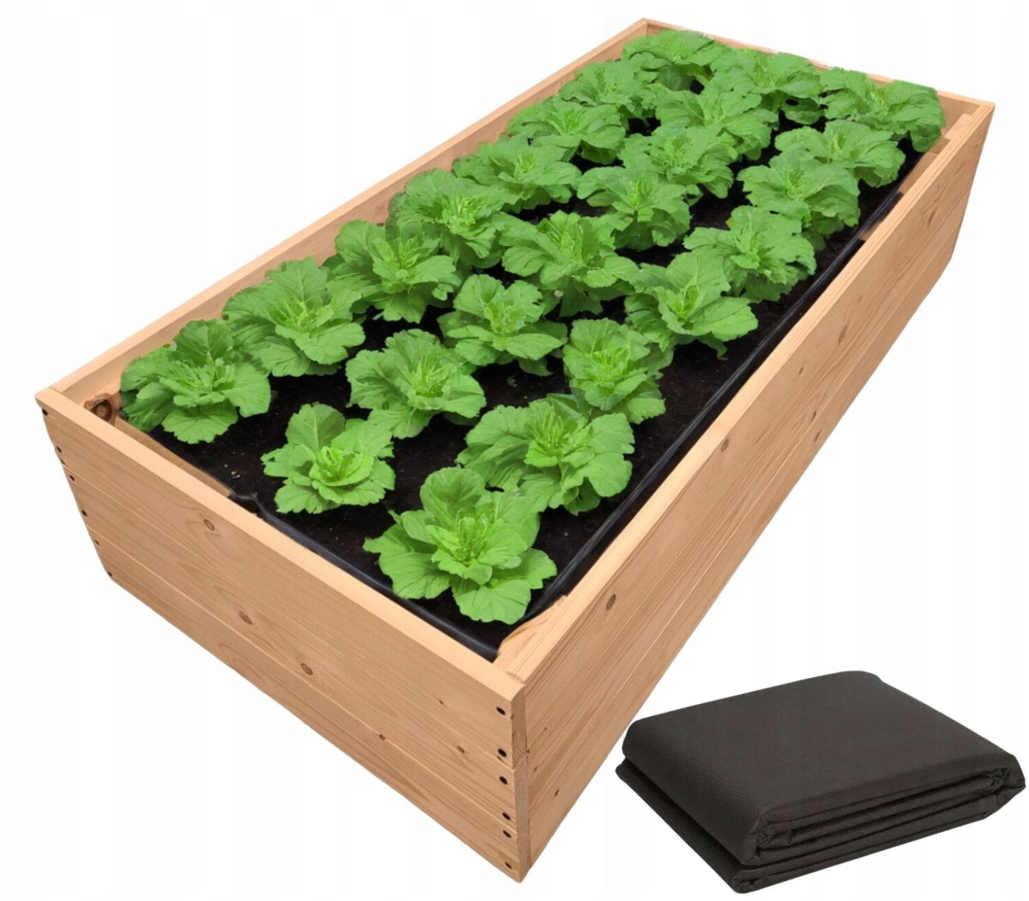 VEGETABLE HERBARIUM VEGETABLE CHEST WOODEN INSPECTION 60x120 HIGH 27cm