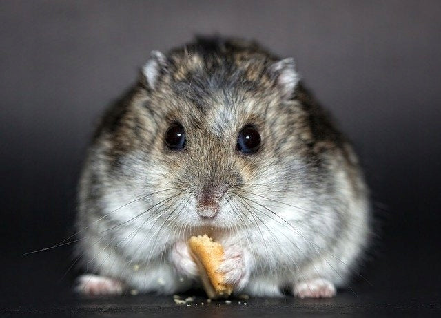 VITAPOL KARMEO PREMIUM COMPLETE FOOD FOR HAMSTER 2,5KG Manufacturer code ZVP-1168