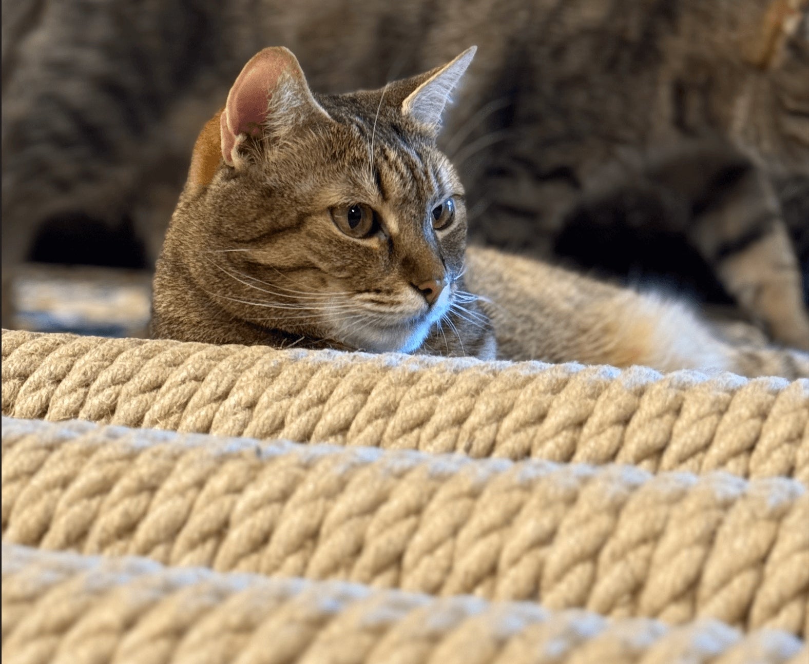 Vertical wall scratcher for cat M-80 cm large stable + screws Dark Brown Color brown