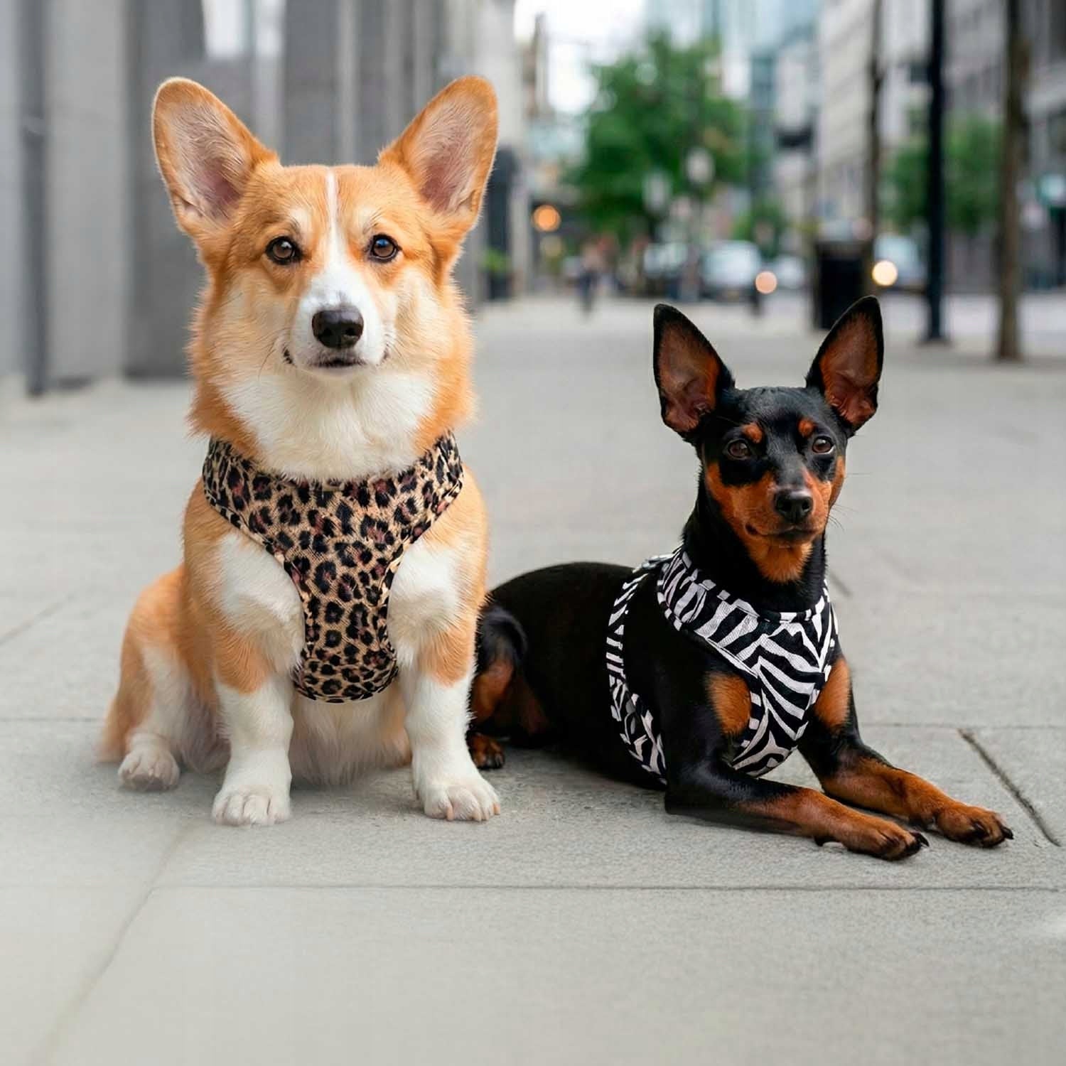 WAUDOG Mesh dog harness breathable with QR address card, "Lampart" pattern, L Kind walking harness