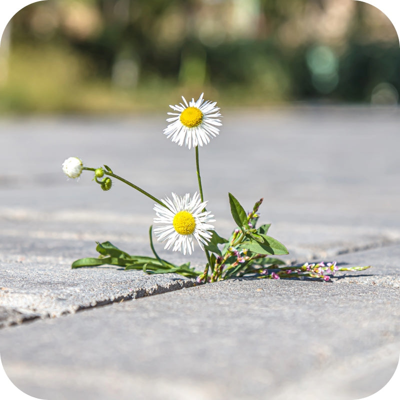 WEED AGENT VITARAND RTU 1L HERBICIDAL ON DRIVEWAYS SIDEWALKS Form liquid