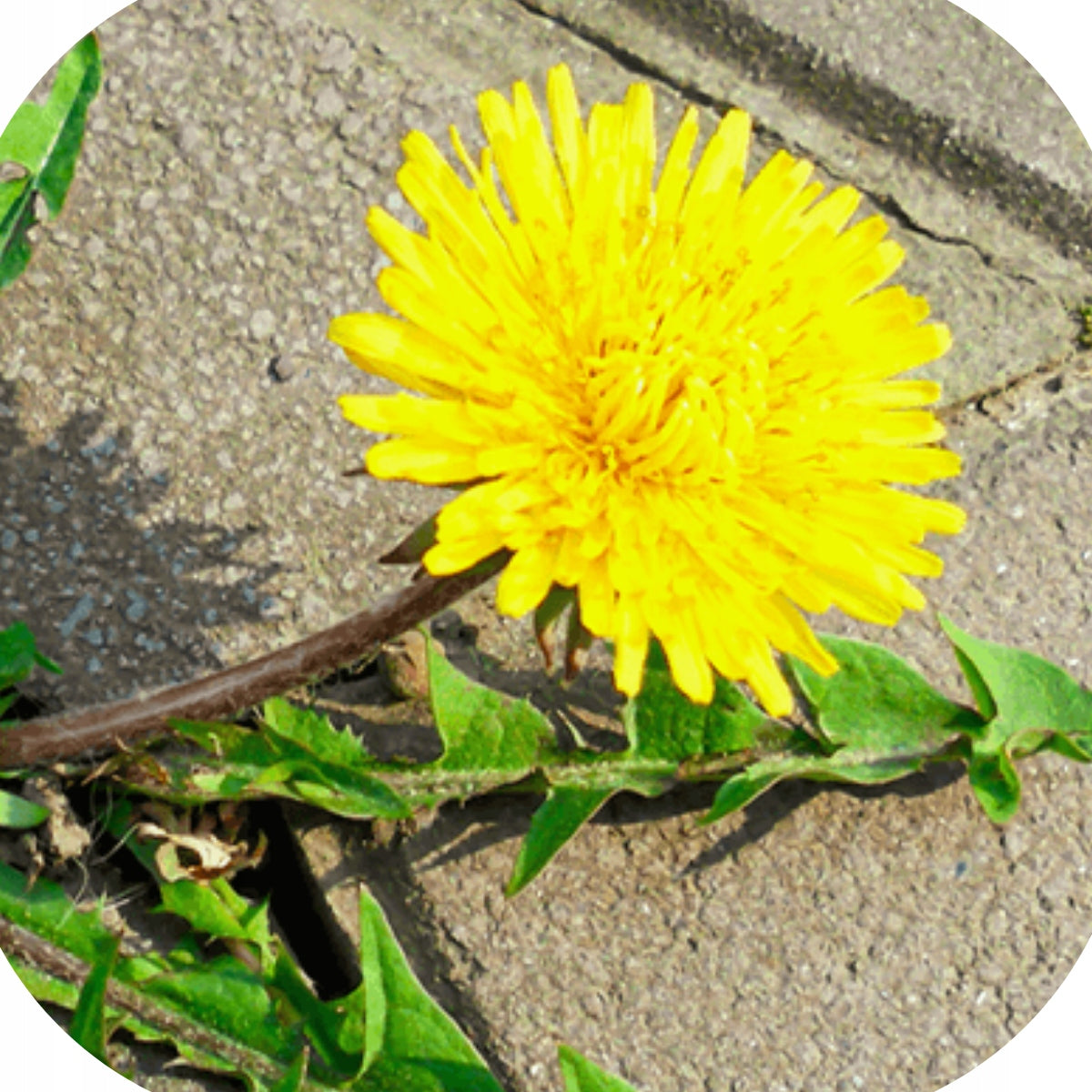 WEED AGENT VITARAND RTU 1L HERBICIDAL ON DRIVEWAYS SIDEWALKS Manufacturer code naturalny na chwasty na podjazdach chodnikach
