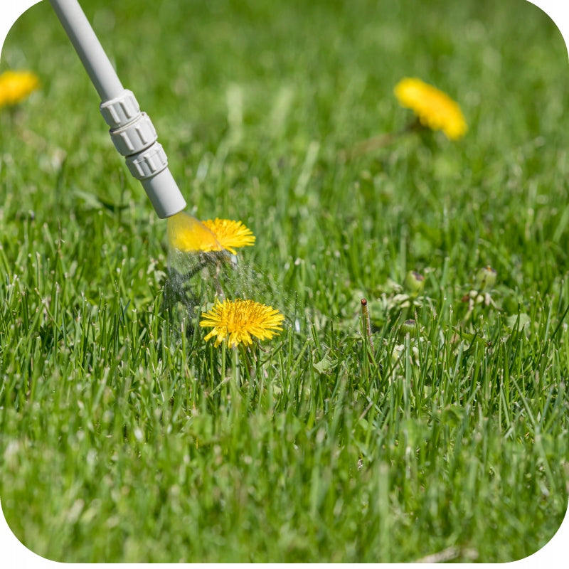 WEED REMEDY IN GRASS CHWASTOX 200ml spraying on weeds DANDELIONS Purpose against weeds