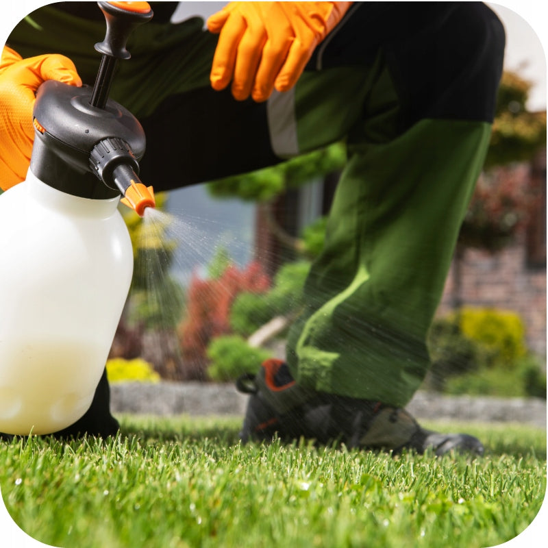 WEED REMEDY IN GRASS OLD LAWNS 250ml for dicotyledonous weeds Form liquid